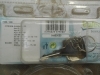 T61 TAPON DEPOSITO COMBUSTIBLE CITROEN 2cv, MEHARI, DS, ID, C35, DYANE 4, AMI, VALEO B54 - 247504